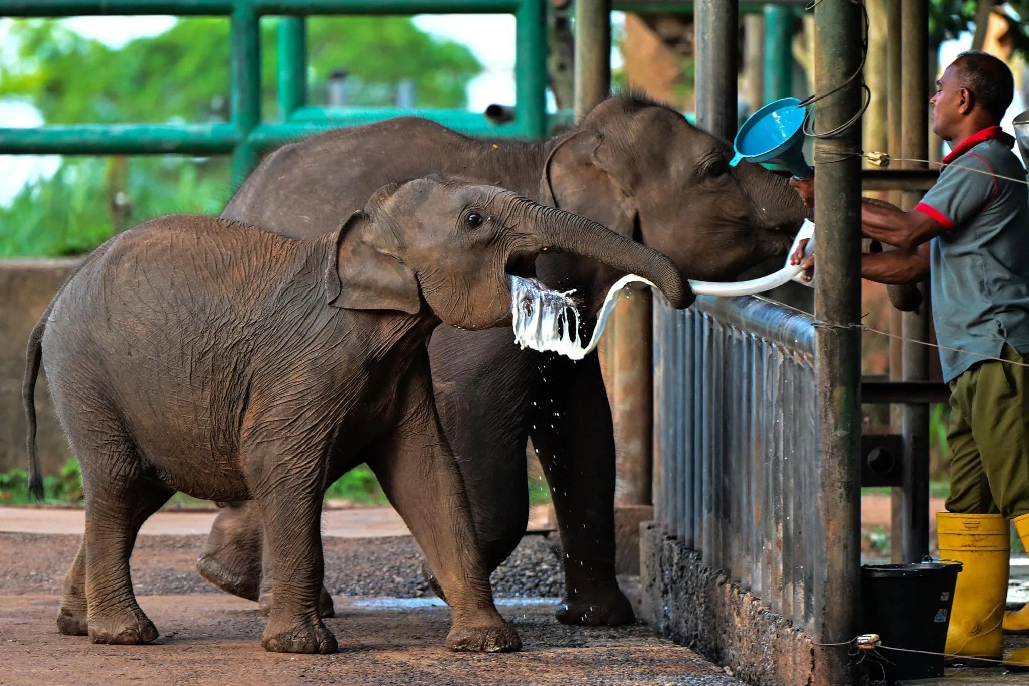 Private car with driver in Udawalawe Sri Lanka