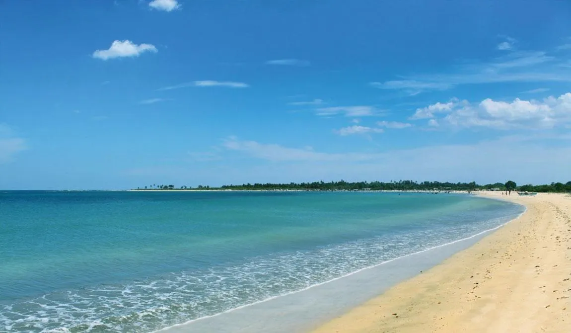 Beautiful palm-lined coastline at Mirissa Beach visited during a private Sri Lanka tour.