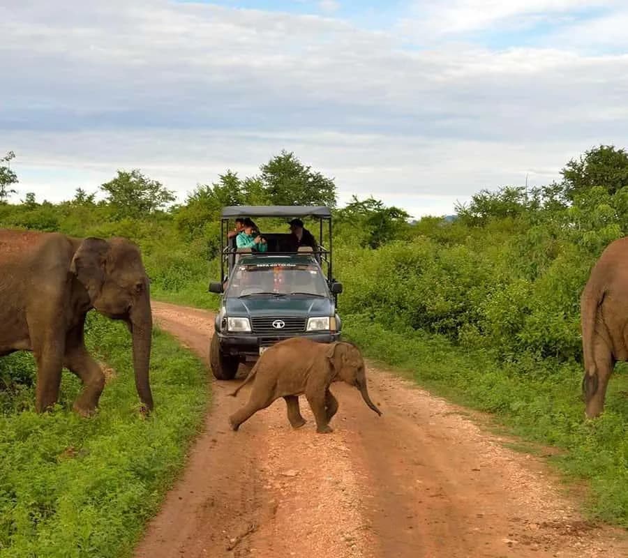 Travelers enjoying a scenic island road trip with a private car driver in Sri Lanka.