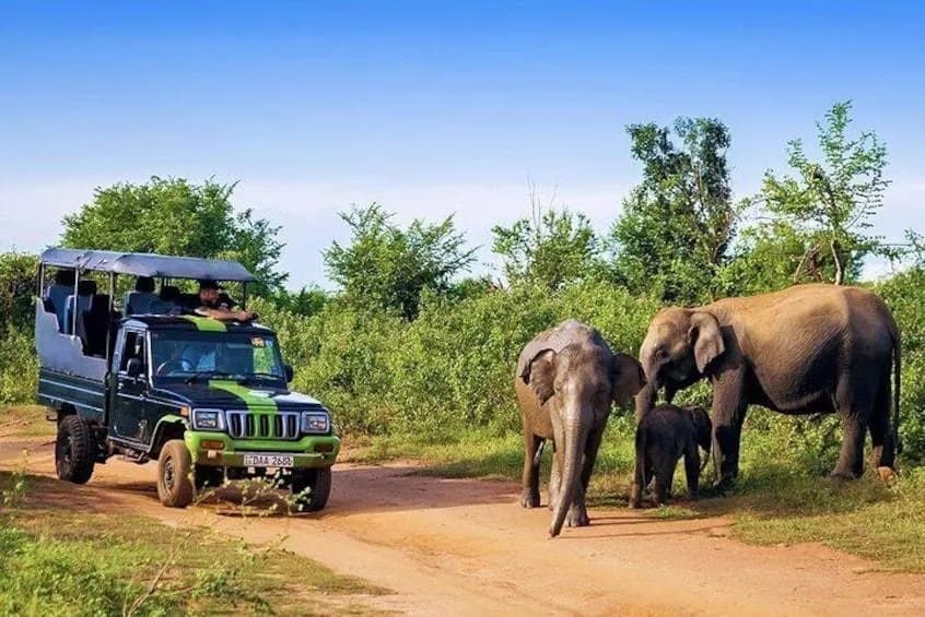 Tourists enjoying a Yala National Park safari during a private driver tour in Sri Lanka.
