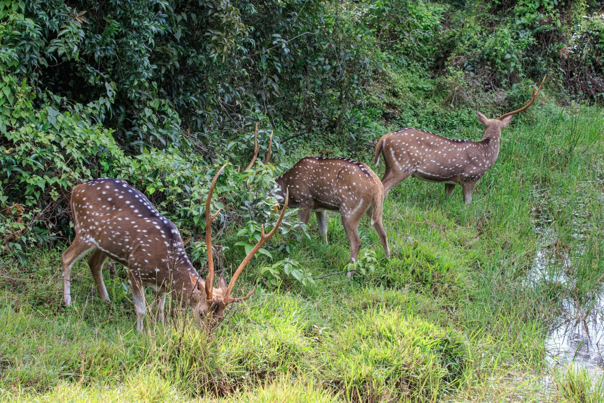 Tourists enjoying a Yala National Park safari during a private driver tour in Sri Lanka.
