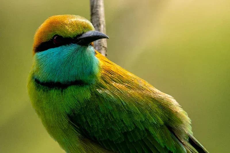 Happy tourist couple arriving at a hotel with their private driver in Sri Lanka.