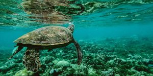 Turtle-3-3
